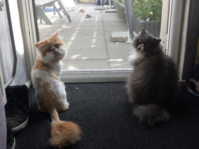 Sjef en Luna Sjef en Luna